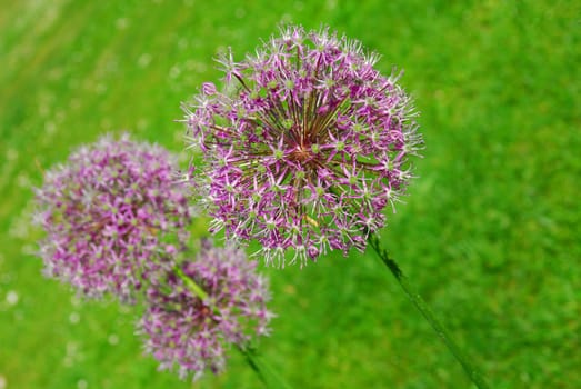 Allium