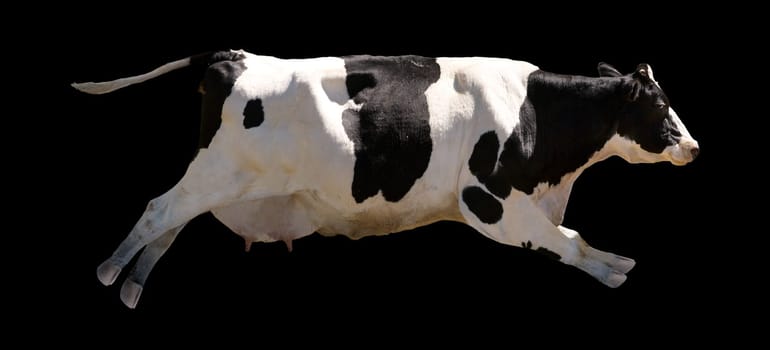 Flying Cow