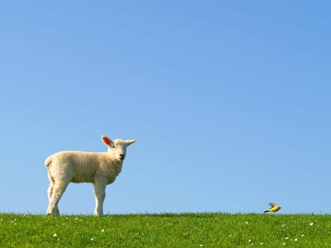 Lamb and Wagtail