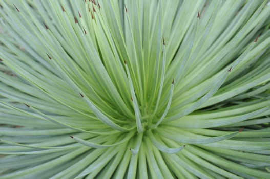 Agave