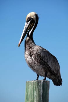 Pelican
