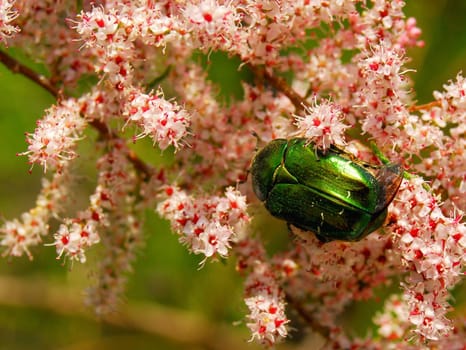 rose chafer