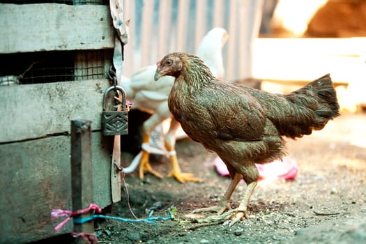 Market Chicken