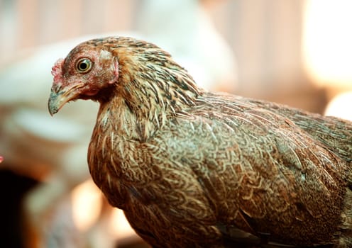 Brown Chicken