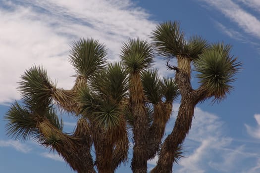 Joshua Tree Palm Lily