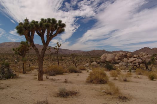 Joshua Tree National Park