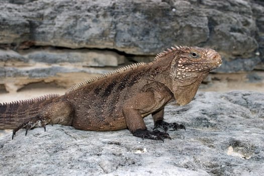 Cuban Belttail Iguana