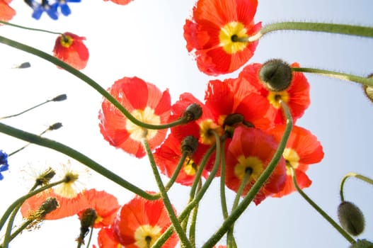 Iceland Poppy01