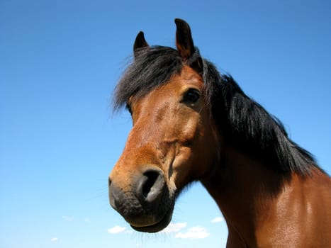 Pony
