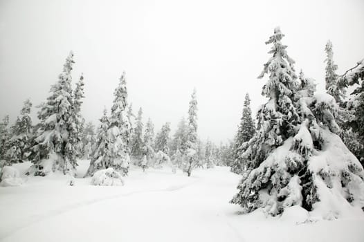 Winter Landscape