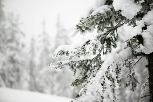Tree Landscape