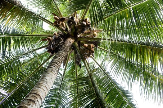 Palm Tree Background