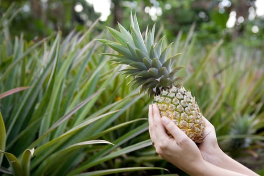 Fresh Pineapple