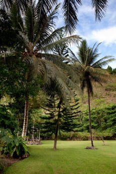 Tropical Back Yard