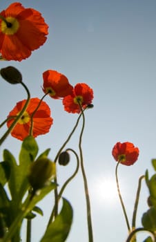 Iceland Poppy02