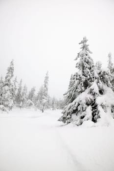 Winter Landscape
