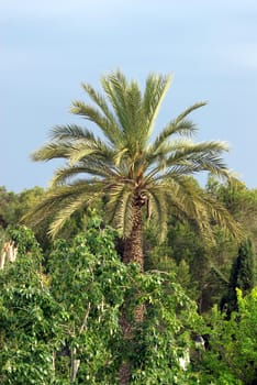 Palm tree