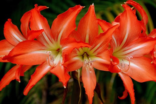 Fiery Lilies
