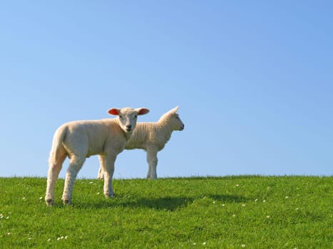 Two Easter lambs