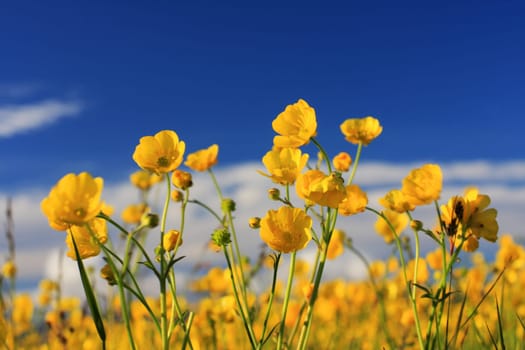 creeping buttercup