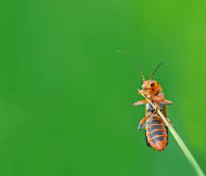 Cantharis nigricans