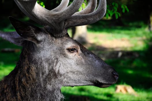 Deer - Red Deer
