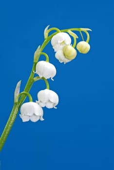 Lily of the Valley Convallaria majalis