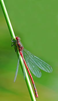 red dragonfly