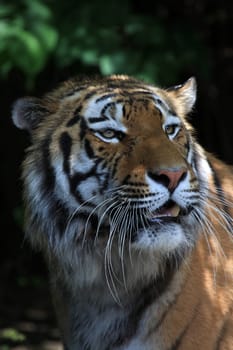 TigerPortrait