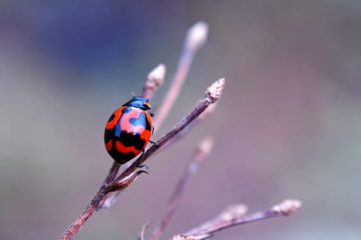 Ladybird with dry stalk
