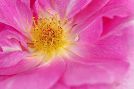 Rose Macro