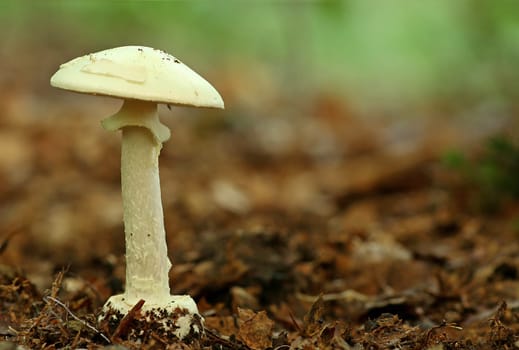 Yellow tuberous leaf mushroom