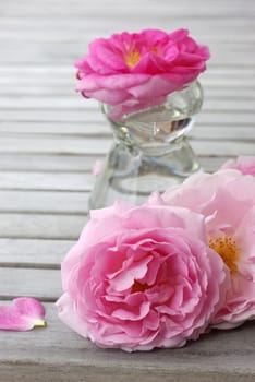 Garden roses