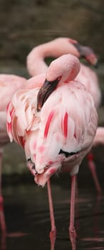 Lesser flamingo (Phoeniconaias minor)