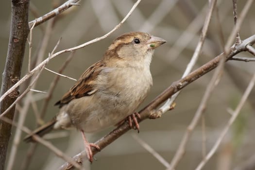 Female house sparrow (Passer domesticus) sitting in bushes