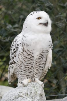 Snowy owl (Bubo scandiacus) in its enclosure at the zoo