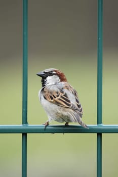 Male house sparrow (Passer domesticus) sitting on a green wire fence