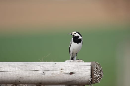 Wagtail (Motacilla alba) sitting on a wooden fence
