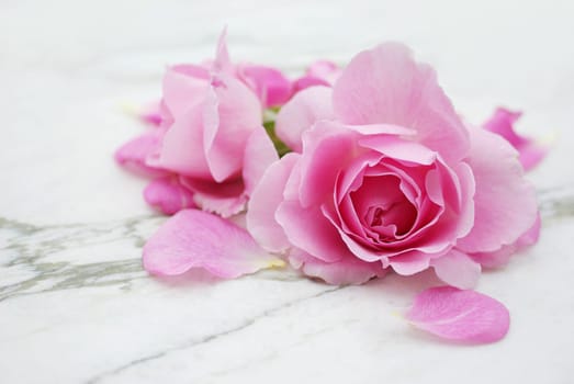 Rose Still Life