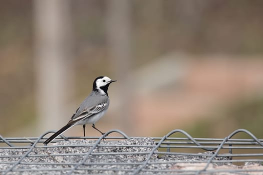 Wagtail (Motacilla alba) sitting on a wire fence