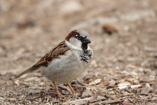 Male house sparrow (Passer domesticus) sitting on the ground