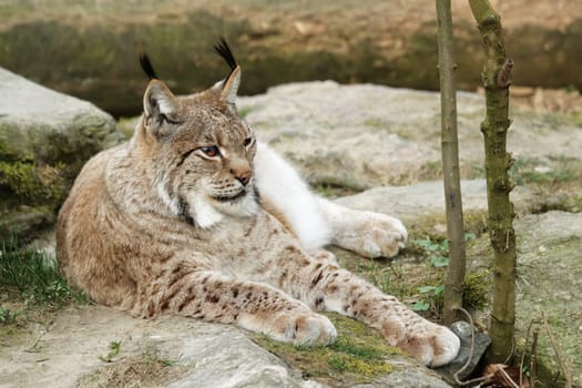 A lynx (Lynx lynx) lies on the ground and rests