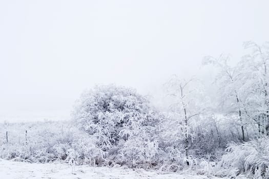 Prairie Fog