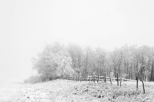 Prairie Fog
