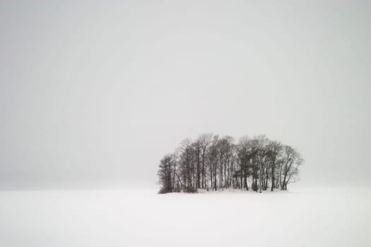 Frozen Lake with Trees