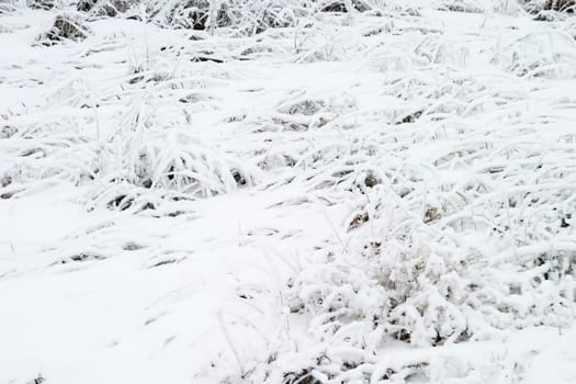 Snow Grass