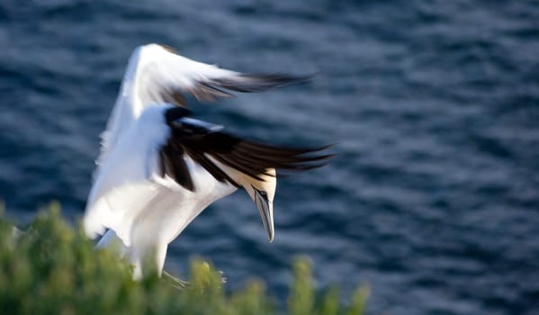 Northern gannet (Morus bassanus)