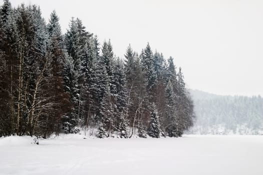 Frozen Lake with Trees