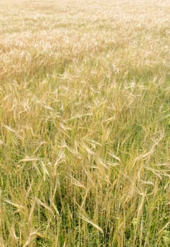 Gold Wheat Field
