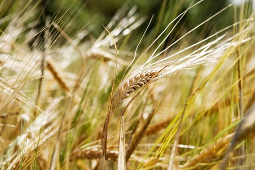 Wheat Background